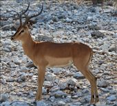 Springbok, Etosha National Park: by yvonnebooth, Views[427]