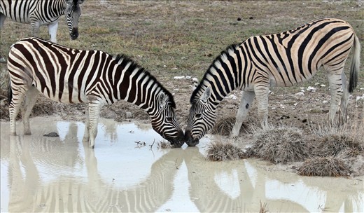 Zebra, Etosha National Park