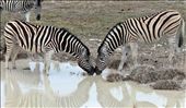 Zebra, Etosha National Park: by yvonnebooth, Views[252]