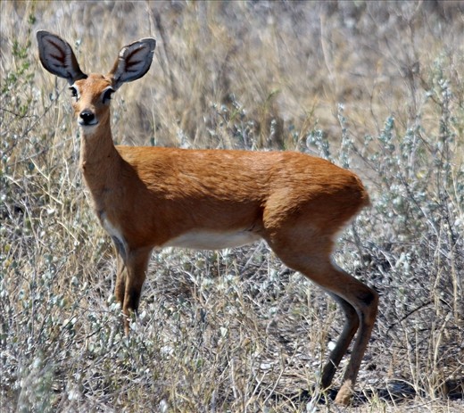Steinbok, Etosha National Park