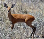 Steinbok, Etosha National Park: by yvonnebooth, Views[404]