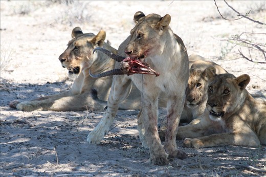 Lioness with her 3 cubs, one feeding on the head of a springbok, Etosha 
