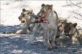 Lioness with her 3 cubs, one feeding on the head of a springbok, Etosha : by yvonnebooth, Views[573]