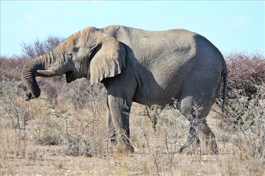 Elephant, Etosha National Park