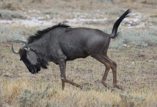 Wildebeest, Etosha National Park
