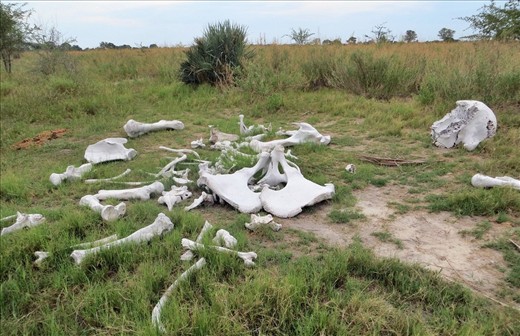 Elephant bones on Elephant Island, Okavango Delta.