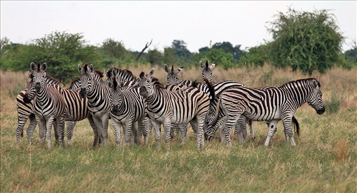 Zebras just minutes from the campsite, Okavango Delta.