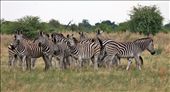 Zebras just minutes from the campsite, Okavango Delta.: by yvonnebooth, Views[359]