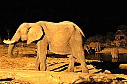 Elephants came and left, more came and left and so it went on all night..amazing