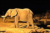 Elephants came and left, more came and left and so it went on all night..amazing: by yvonnebooth, Views[317]