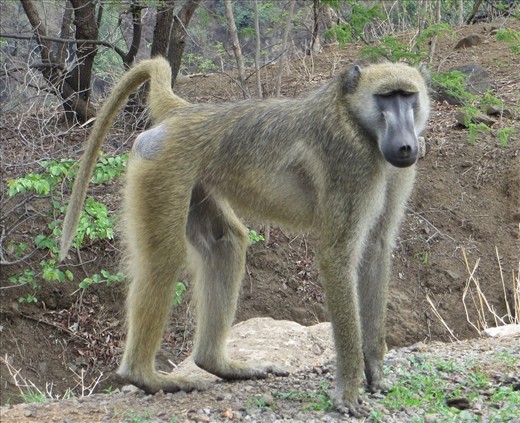 Baboons near the border can be aggressive if you have food.