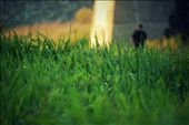 The grass out in the country is so healthy and fresh. Beyond the fields of beautiful grass, a fisherman sits along side of a stream and catches numerous fish. When he reels them in, he simply unhooks them and tosses them back to their home. Fisherman here aren't hunting for their supper or to make a living, but only as a form of meditation and entertainment. : by zachhachey, Views[620]