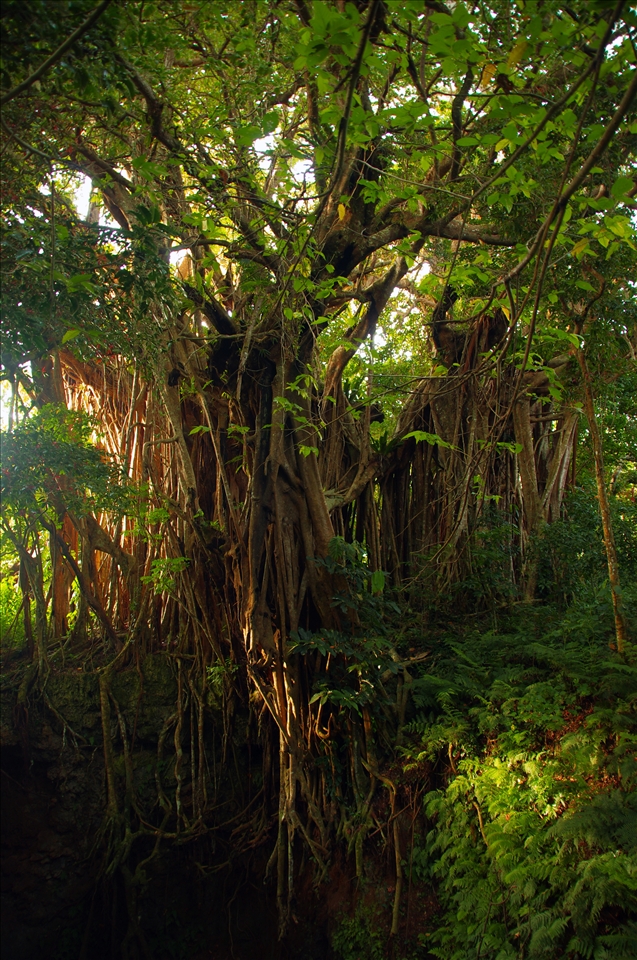 'Smaller One' - there were two of the biggest banyans I've seen so far