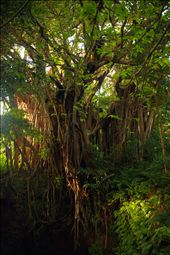 'Smaller One' - there were two of the biggest banyans I've seen so far: by zackedy, Views[360]