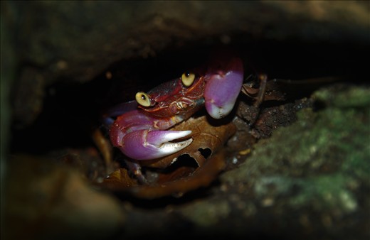 'Wood'crab - Surprisingly i found this crab far off the beach under a root