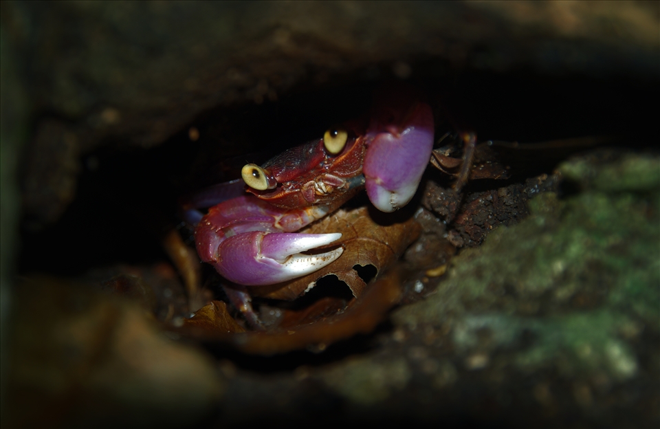 'Wood'crab - Surprisingly i found this crab far off the beach under a root