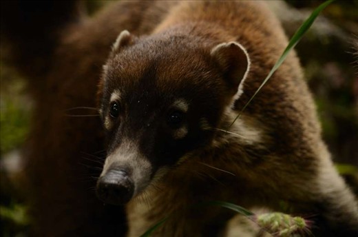 the first wild animal that I'm available to photograp