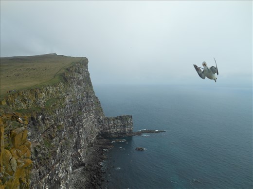 View from the cliff Bjargtangar on arriving bird.