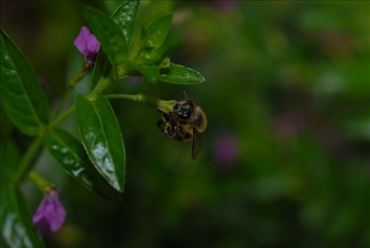 Busy Bee, I chased after this little fellow like a mad person