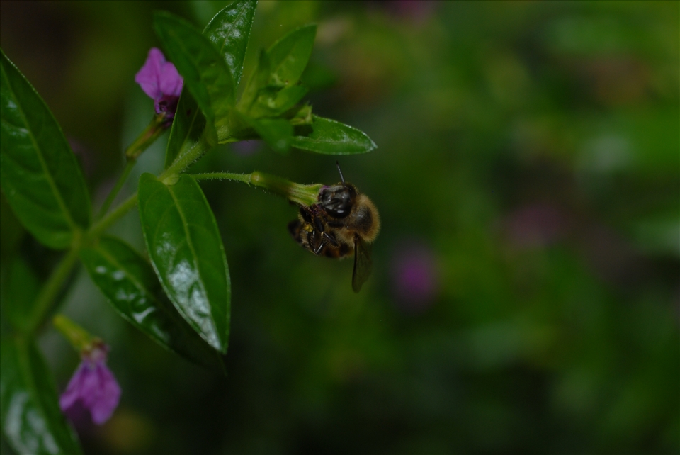 Busy Bee, I chased after this little fellow like a mad person