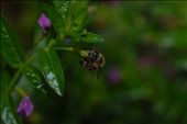 Busy Bee, I chased after this little fellow like a mad person: by zanetji, Views[228]