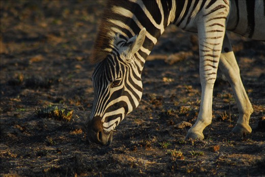 Z for Zane, oh no wait, it's for Zebra