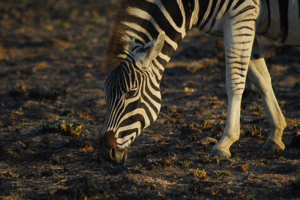 Z for Zane, oh no wait, it's for Zebra