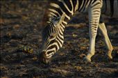 Z for Zane, oh no wait, it's for Zebra: by zanetji, Views[214]