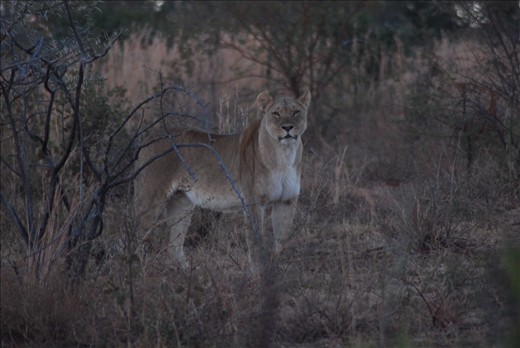 Mamma Lion, looking straight towards us, early one very cold Sunday morning
