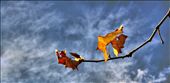 Cycle of change and dear time...: by zayedh, Views[292]