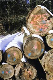 by zazen, Views[186]