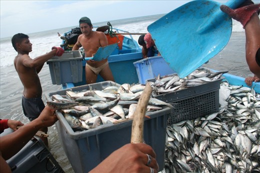 This group of Ecuadorian fishermen chanced upon a once-a-year haul of fish off of Bahía de Caráquez, Ecuador. They filled their boat so full they could barely make it onto the beach, and over fifteen men helped them offload. Some carried sticks over their heads as they lugged the tubs of fish to beat the birds off with.