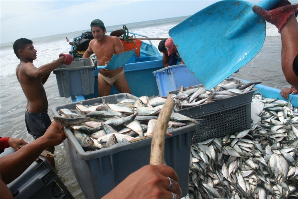 This group of Ecuadorian fishermen chanced upon a once-a-year haul of fish off of Bahía de Caráquez, Ecuador. They filled their boat so full they could barely make it onto the beach, and over fifteen men helped them offload. Some carried sticks over their heads as they lugged the tubs of fish to beat the birds off with.