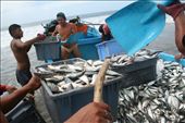 This group of Ecuadorian fishermen chanced upon a once-a-year haul of fish off of Bahía de Caráquez, Ecuador. They filled their boat so full they could barely make it onto the beach, and over fifteen men helped them offload. Some carried sticks over their heads as they lugged the tubs of fish to beat the birds off with.: by zdenek, Views[1171]