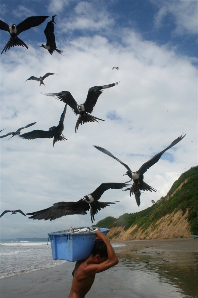 The frigatebirds knew they were in for a treat when they saw hundreds of crates of fish walking along the beach. The men got scratched and defecated upon as they walked, jogged, and sometimes ran the fifty feet to the truck. As the birds descended, this guy decided to take his sweet time.