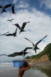 The frigatebirds knew they were in for a treat when they saw hundreds of crates of fish walking along the beach. The men got scratched and defecated upon as they walked, jogged, and sometimes ran the fifty feet to the truck. As the birds descended, this guy decided to take his sweet time.: by zdenek, Views[428]