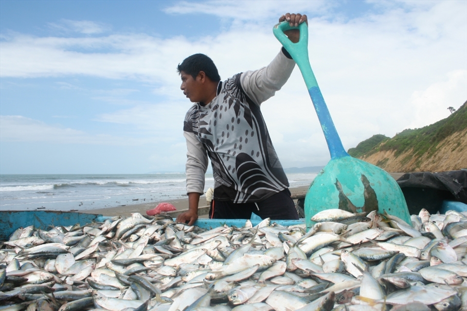 One man guarded the truck and waited for more fish before covering them with ice; I saw him bonk a couple of birds off with his snow shovel. He told me this was the largest haul he had seen in years. A stream of fishy water, scales, and blood ran from the bottom of the truck back to the sea as we talked.