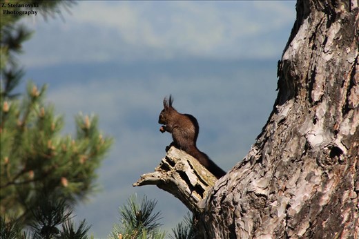 The king is on the throne