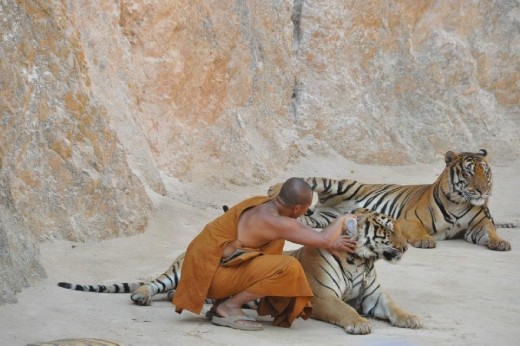 A monk cools down one of the tigers before the photo-op.