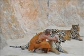 A monk cools down one of the tigers before the photo-op.: by zieak, Views[268]