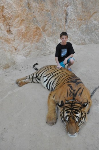 My son could fit in that tiger.