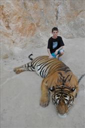 My son could fit in that tiger.: by zieak, Views[166]