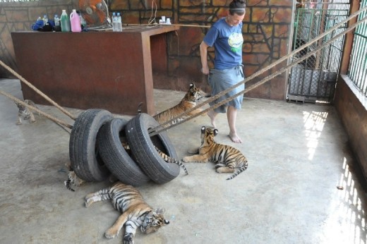 Just walking into the enclosure got them chasing after you for some play.