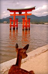 This is the Shinto Shrine of Miyajima, outside of Hiroshima at high tide. “Wild” deer stroll the island as they have for years.  People still come to this island daily to pay their respects, as tradition requires: by zimmermanwb, Views[1048]
