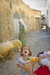 All in a days work, bringing in the sheep and minding the children.: by zingara, Views[315]
