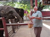 Getting friendly with elephants before taking a ride: by zioned, Views[229]