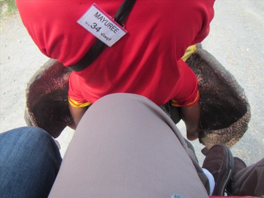 A view from atop the elephant