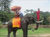 One way to take a photo on an elephant: by zioned, Views[349]