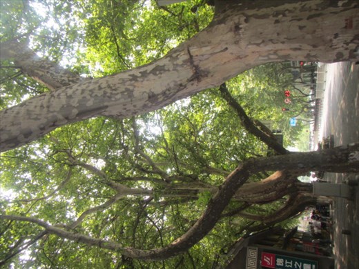 The canopy of sycamores - sweet shade on a hot walk