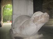 A turtle for longevity: by zioned, Views[311]